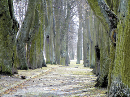 Senojo miesto sodo medžių išsaugoti nevertėtų